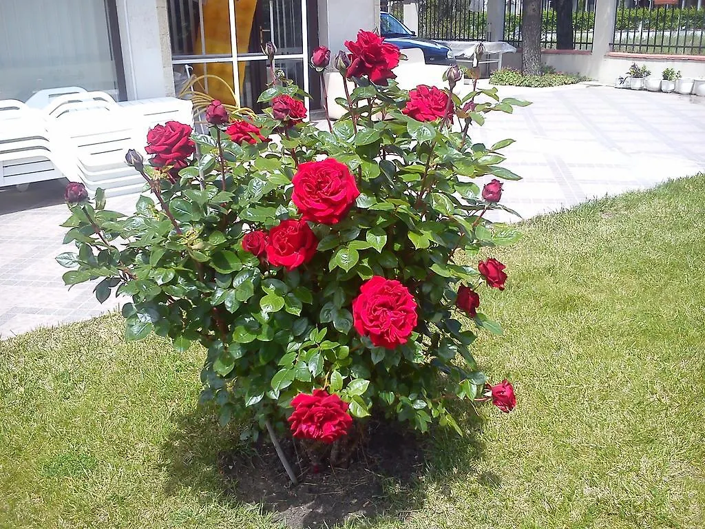 ***  Hotel Andromeda ALL Slăntjev Brjag Bulgarien